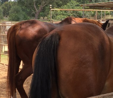 IMG_3825Horses Asses - Copy