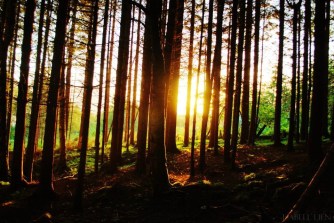 mushroom hunt - Copy